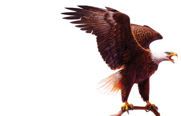 Important Notice Eagle